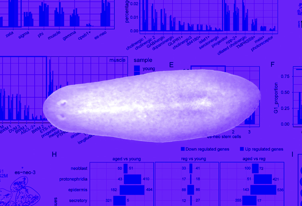 Regeneration leads to global tissue rejuvenation in aging sexual planarians
